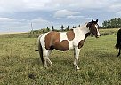 Pinto Mare for Sale in Hay lakes, Alberta Pinto Mare for Sale in Hay lakes, Alberta