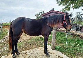Friesian (Friesian, Mare) in Boise, ID