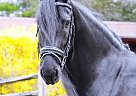 Friesian - Horse for Sale in Haarlem,  1014