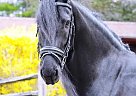Friesian - Horse for Sale in Haarlem, 1014 Friesian - Horse for Sale in Haarlem, 1014