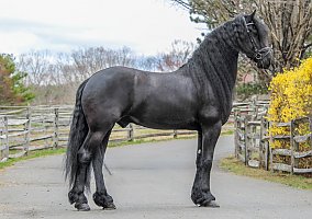 Friesian (Friesian, Gelding)