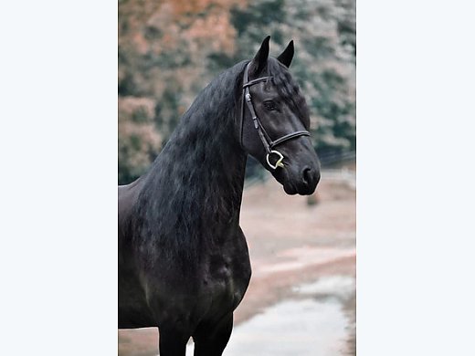 Handsome Friesian Stallion