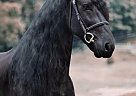 Friesian - Horse for Sale in Haarlem,  1014