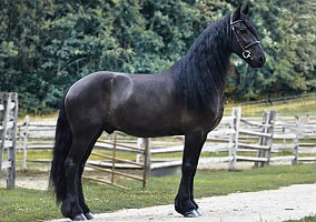 Friesian (Friesian, Stallion)