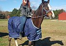 Tennessee Walking Gelding for Sale in Marbury, Maryland Tennessee Walking Gelding for Sale in Marbury, Maryland