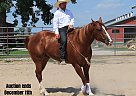 Quarter Horse - Horse for Sale in Fairbank, IA 40501