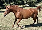 Arabian - Horse for Sale in Glenvil, NE 68941 Arabian - Horse for Sale in Glenvil, NE 68941