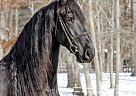 Friesian - Horse for Sale in Haarlem, 1014 Friesian - Horse for Sale in Haarlem, 1014
