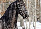 Friesian - Horse for Sale in Haarlem,  1014