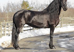 Friesian (Friesian, Mare)
