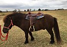 Cocoa Puffs - Gelding in Brashear, TX Cocoa Puffs - Gelding in Brashear, TX