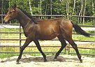 Azteca - Horse for Sale in Guelph, ON Azteca - Horse for Sale in Guelph, ON