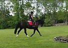 Black Mare for Sale Warmblood Mare