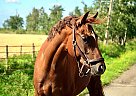 Warmblood - Horse for Sale in Kamloops, BC T5R 5M6 Warmblood - Horse for Sale in Kamloops, BC T5R 5M6