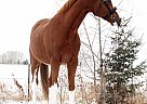 Belgian Warmblood - Horse for Sale in Edmonton, AB T5R 5M6 Belgian Warmblood - Horse for Sale in Edmonton, AB T5R 5M6