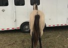 Beautiful Buckskin Mare Izzy
