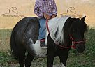 OREO - Gelding in Rushville, NE OREO - Gelding in Rushville, NE