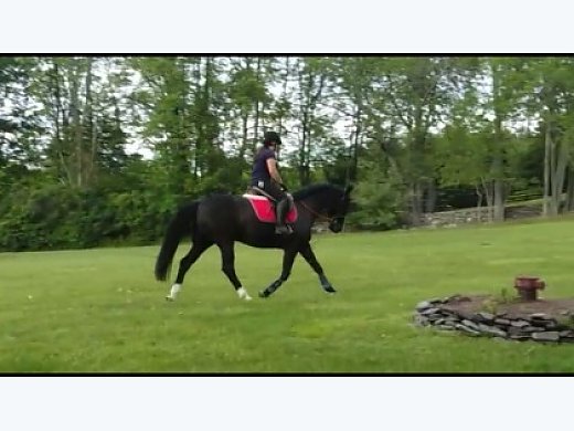 Black Mare for Sale