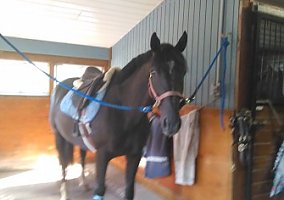 Warmblood (Warmblood, Mare) in Newton, NJ