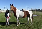 Ranger - Gelding in Littlestown, PA Ranger - Gelding in Littlestown, PA