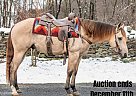 Quarter Horse - Horse for Sale in Everett, PA 40501