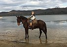 Tiny Tim - Gelding in Owingsville, KY Tiny Tim - Gelding in Owingsville, KY