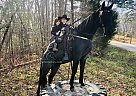 Blue Smoke - Gelding in Whitley City, KY Blue Smoke - Gelding in Whitley City, KY