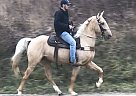 Gaited Palomino Trail Gelding King Arthur