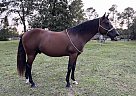 Quarter Horse - Horse for Sale in Lake City, FL 32025 Quarter Horse - Horse for Sale in Lake City, FL 32025