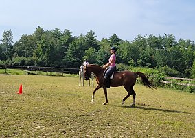 Arabian (Arabian, Mare) in Millers Falls, MA