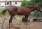 Mare for Sale Appaloosa Mare