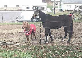 Ottb