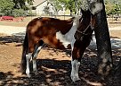 Fire - Mare in Bandera, TX Fire - Mare in Bandera, TX