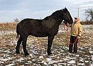 Percheron Gelding for Sale in Centerville, Iowa Percheron Gelding for Sale in Centerville, Iowa
