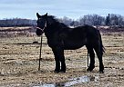 Percheron - Horse for Sale in Sebeka, MN 56477 Percheron - Horse for Sale in Sebeka, MN 56477