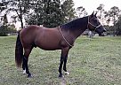 Quarter Horse - Horse for Sale in Lake City, FL 32025