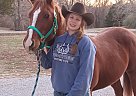 Quarter Horse - Horse for Sale in Carbondale, IL 62902 Quarter Horse - Horse for Sale in Carbondale, IL 62902