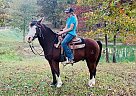 Durango - Gelding in Willow Springs, MO Durango - Gelding in Willow Springs, MO