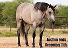 Quarter Horse - Horse for Sale in Ravenna, TX 40501