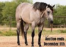 Quarter Horse - Horse for Sale in Ravenna, TX 40501 Quarter Horse - Horse for Sale in Ravenna, TX 40501