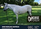 Arabian - Horse for Sale in Fayetteville, TN NA