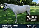 Arabian - Horse for Sale in Fayetteville, TN NA Arabian - Horse for Sale in Fayetteville, TN NA