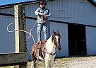 Comanche - Gelding in London, KY Comanche - Gelding in London, KY