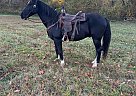 Tennessee Walking - Horse for Sale in Lewisburg, TN 37091 Tennessee Walking - Horse for Sale in Lewisburg, TN 37091