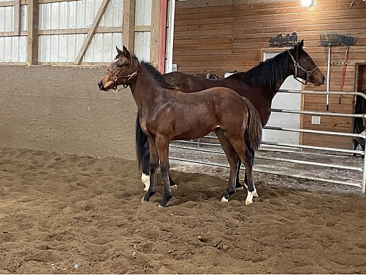 Weanling TB Filly