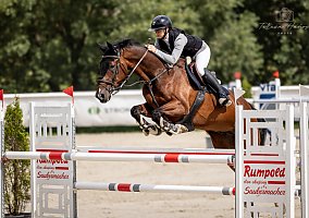 Warmblood (Warmblood, Gelding)