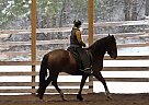 Luna's Falco - Gelding in Enderby, BC Luna's Falco - Gelding in Enderby, BC