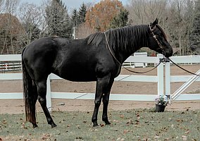 Quarter Horse (Quarter Horse, Mare) in IN