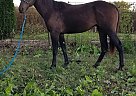 Quarter Horse Mare for Sale in Shawnee Mission, Kansas Jbbs Classy Lace