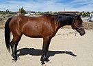 Beautiful Bay Arabian Mare for S... Arabian Mare